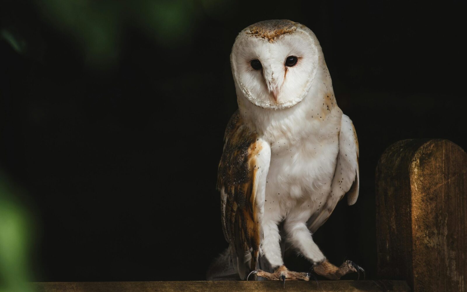 Wildlife Photography Slideshow Wildlife Photography Slideshow