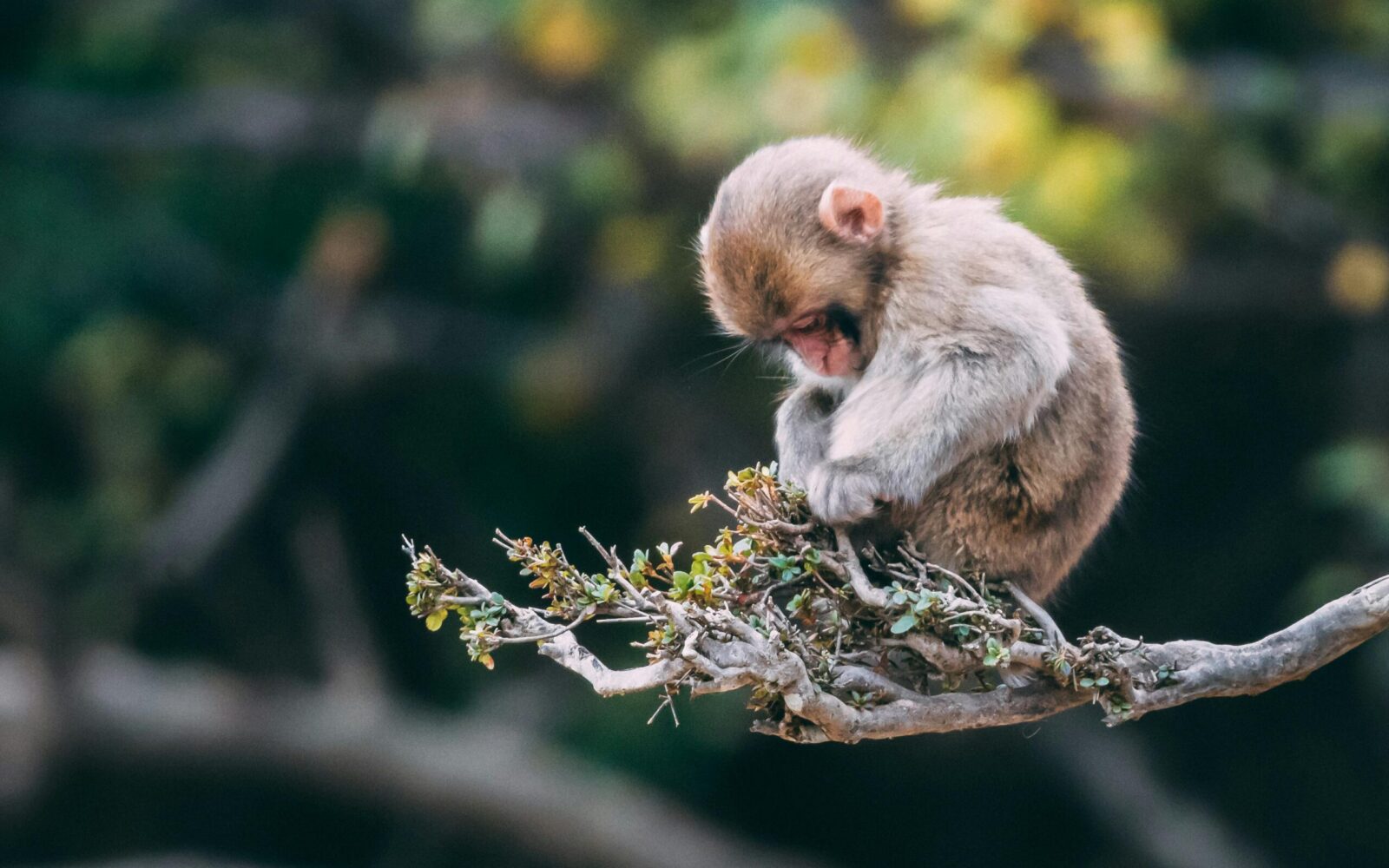 Wildlife Photography Slideshow Wildlife Photography Slideshow